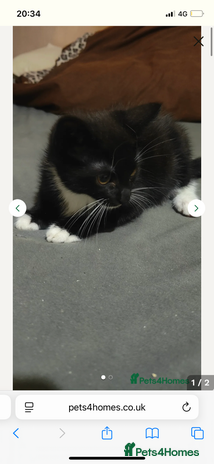 American Shorthair cats - Advert 6