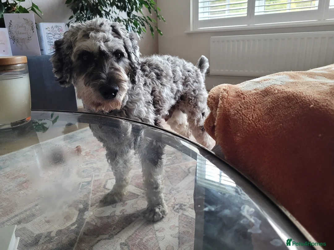 Cockapoo dogs for stud: Blue Merle F1B Miniature Cockapoo - West Midlands - Advert 2
