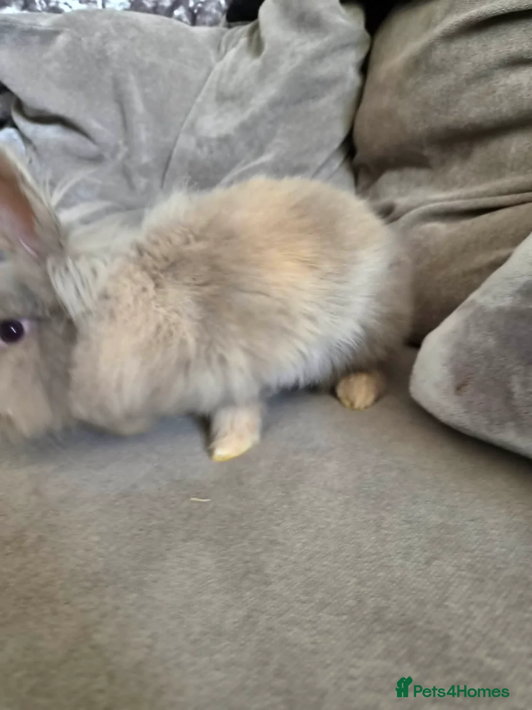 Lionhead rabbits for sale: Male lionhead - Advert 2