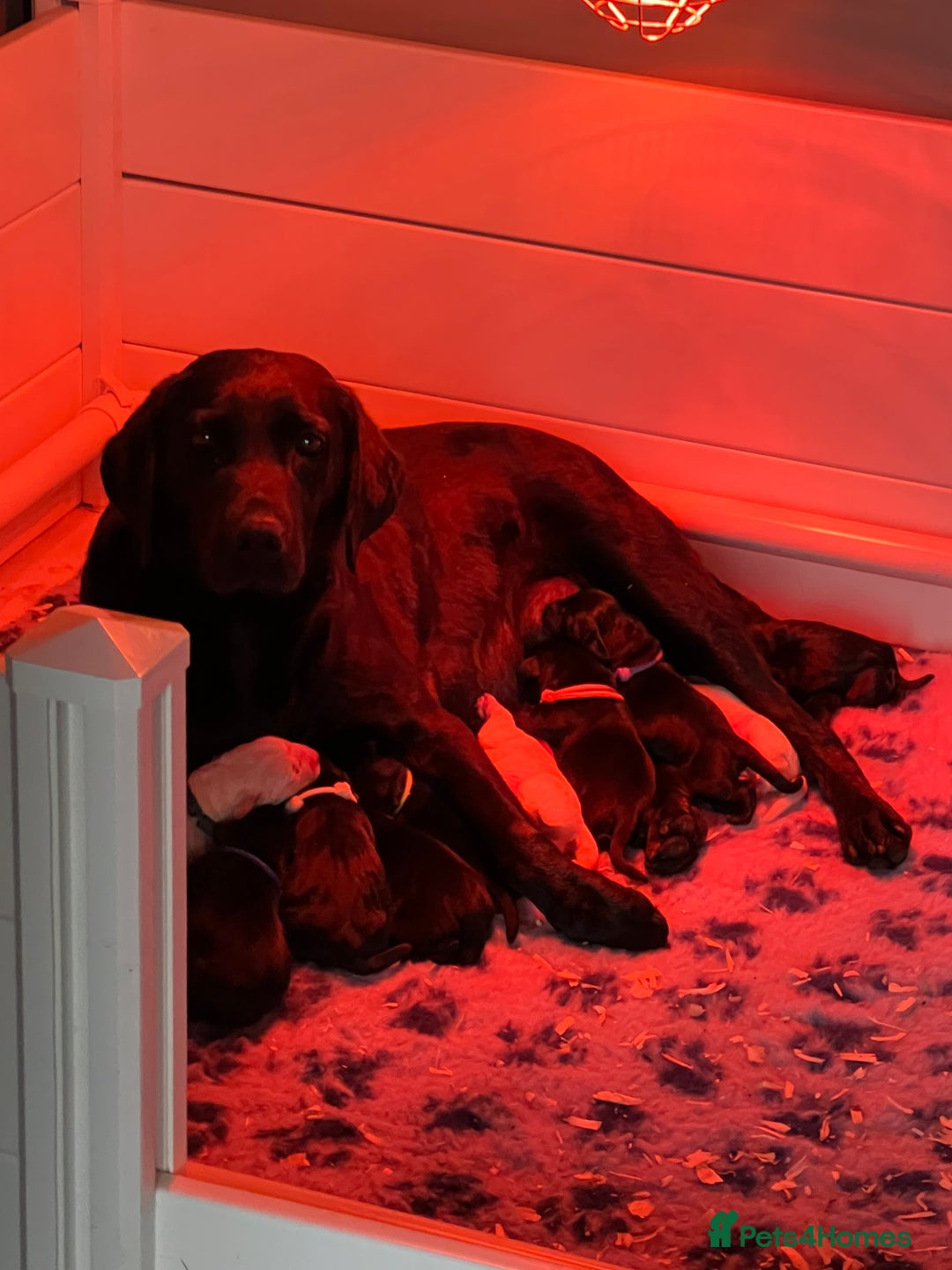 Labrador Retriever dogs for sale: 🐾Ready Now🐾Black Male FTCH Pedigree Forward Pups - Image 35