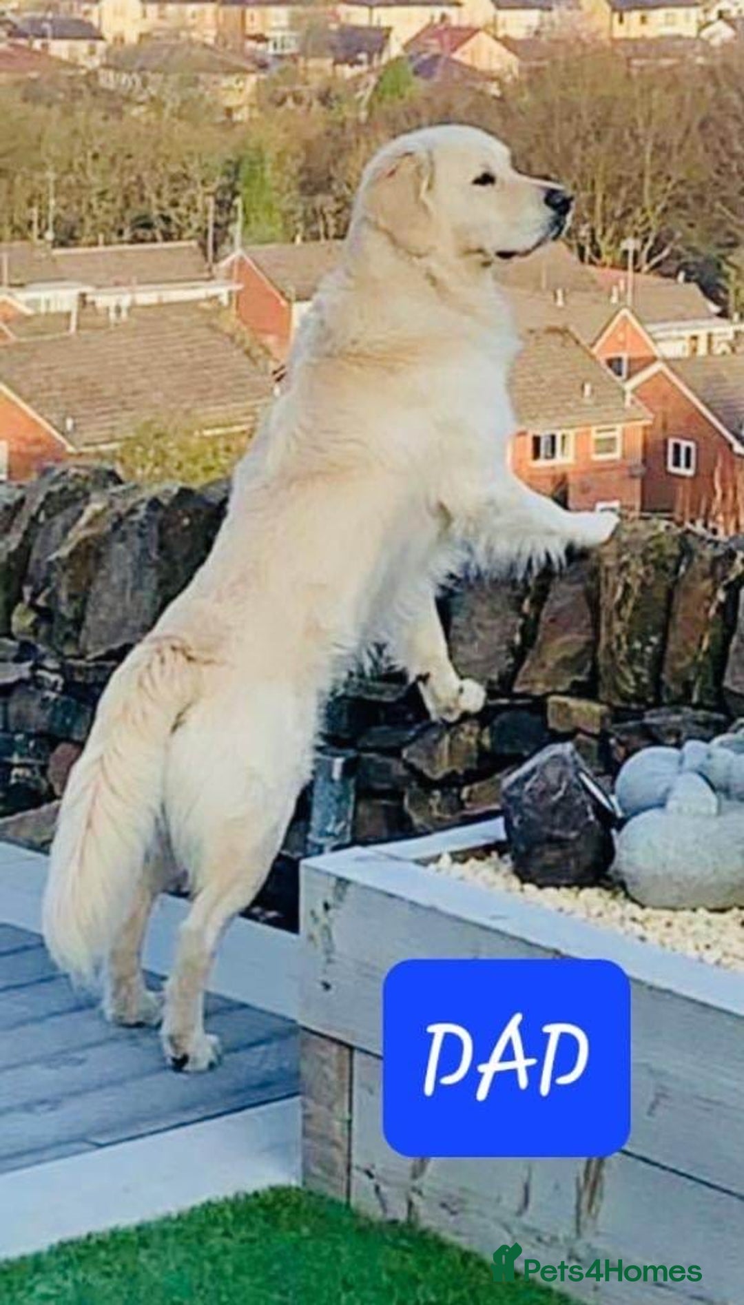 Golden Retriever dogs for sale: Golden Retriever Puppies  - Image 14