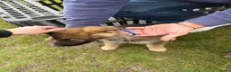 German Shepherd dogs for sale: Beautiful playful German shepherd pups in Rochford - Advert 17