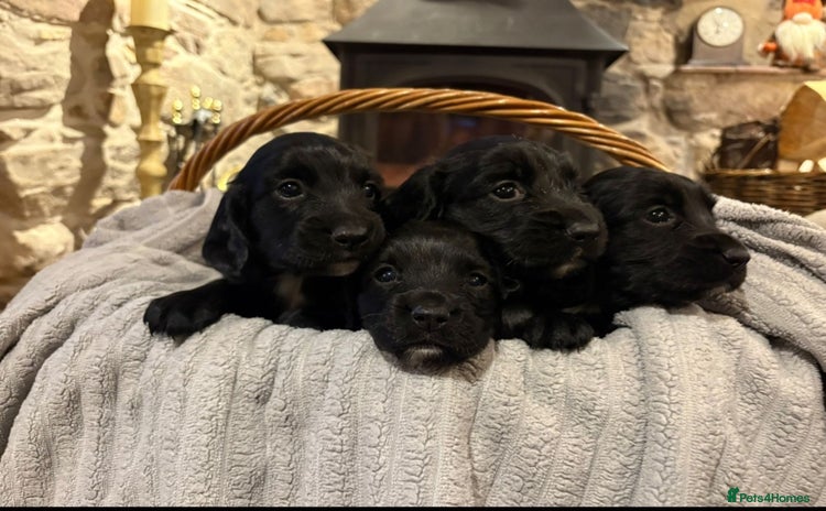Sprocker dogs - Advert 3