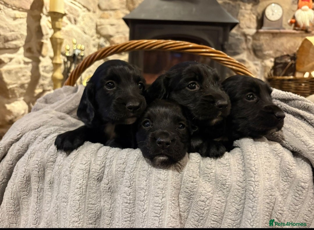 Sprocker dogs for sale: Sprocker pups forsale  - Image 1