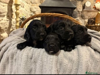 Sprocker dogs - Advert 5