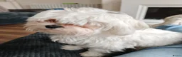 Maltese dogs for sale: Maltese dog for sale 14 months old  in Colne - Advert 3
