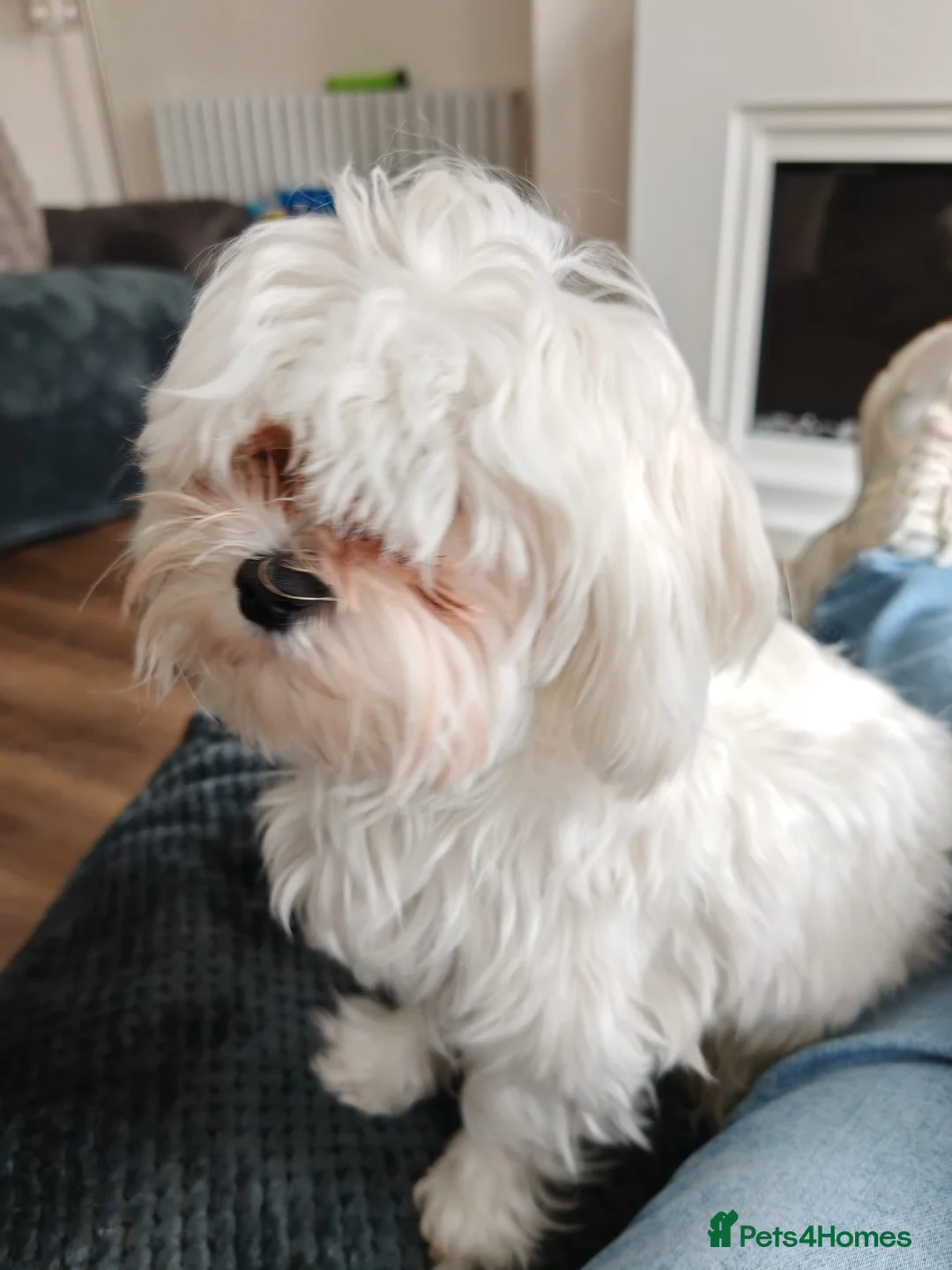 Maltese dogs for sale: Maltese dog for sale 14 months old  in Colne - Advert 3