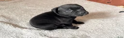 Staffordshire Bull Terrier dogs for sale: Staffordshire bull terrier puppy’s  - Advert 7