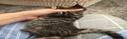Mixed Breed cats for sale: Very beautiful marbled and striped cats - Advert 19