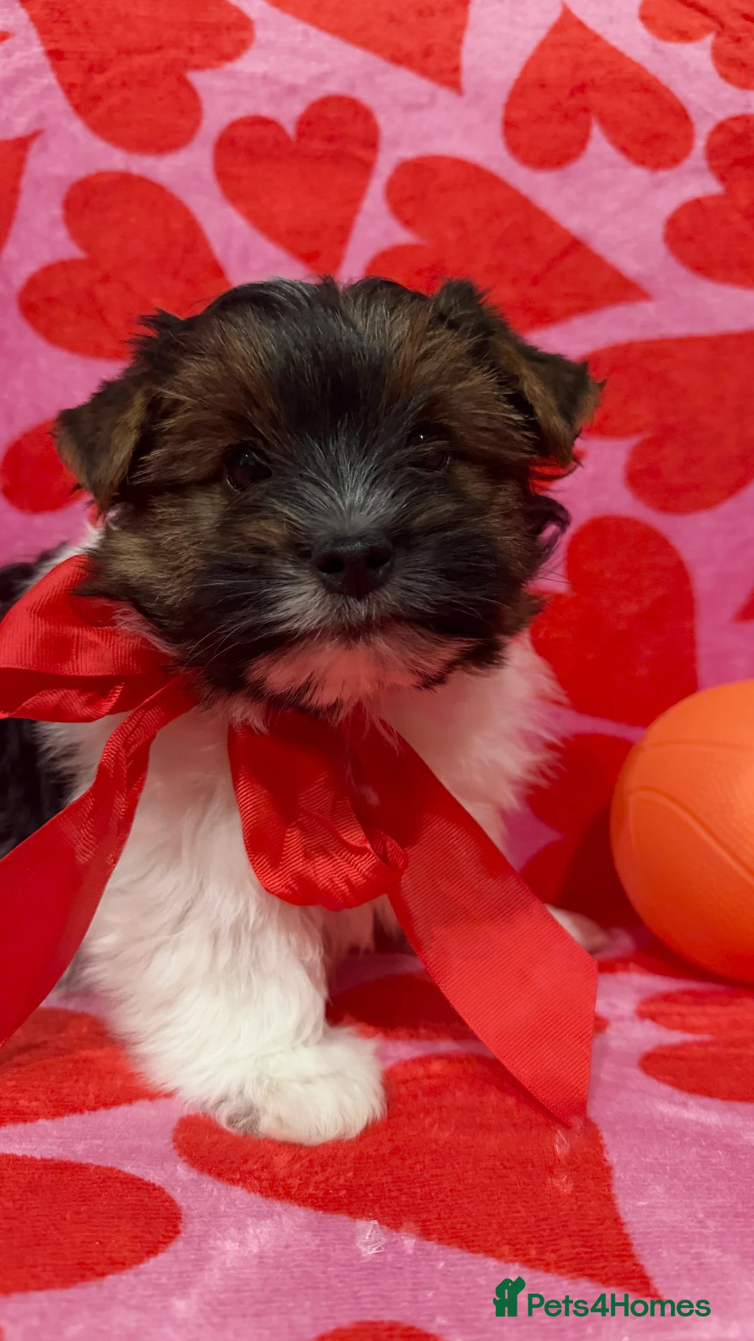 Biewer Terrier dogs for sale: Pure Biewer terriers looking new homes  - Advert 2