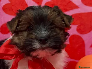 Biewer Terrier dogs Pure Biewer terriers looking new homes - Advert 1