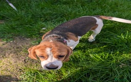 Beagle dogs for sale: Adorable Tricolour Female Beagle for sale  - Image 3