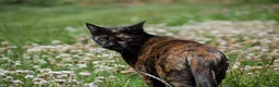Domestic Shorthair cats for sale: Sweet Female Looking for a Quiet, Peaceful Home - Advert 6