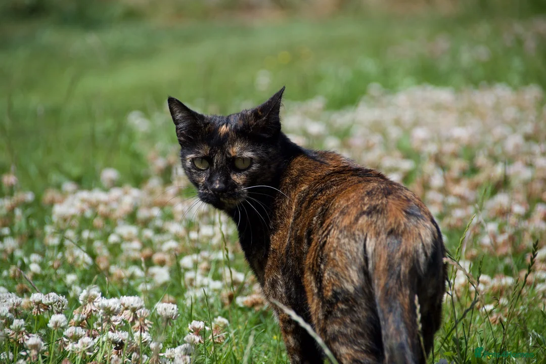 Domestic Shorthair cats for sale: Sweet Female Looking for a Quiet, Peaceful Home - Advert 6