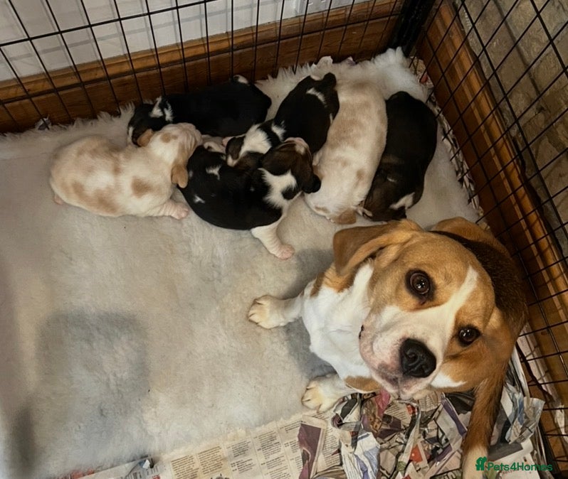 Beagle dogs Champion Bred Puppies (KC reg) - Advert 1