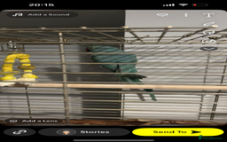 Parakeets birds for sale: Indian ringnecks  - Image 8