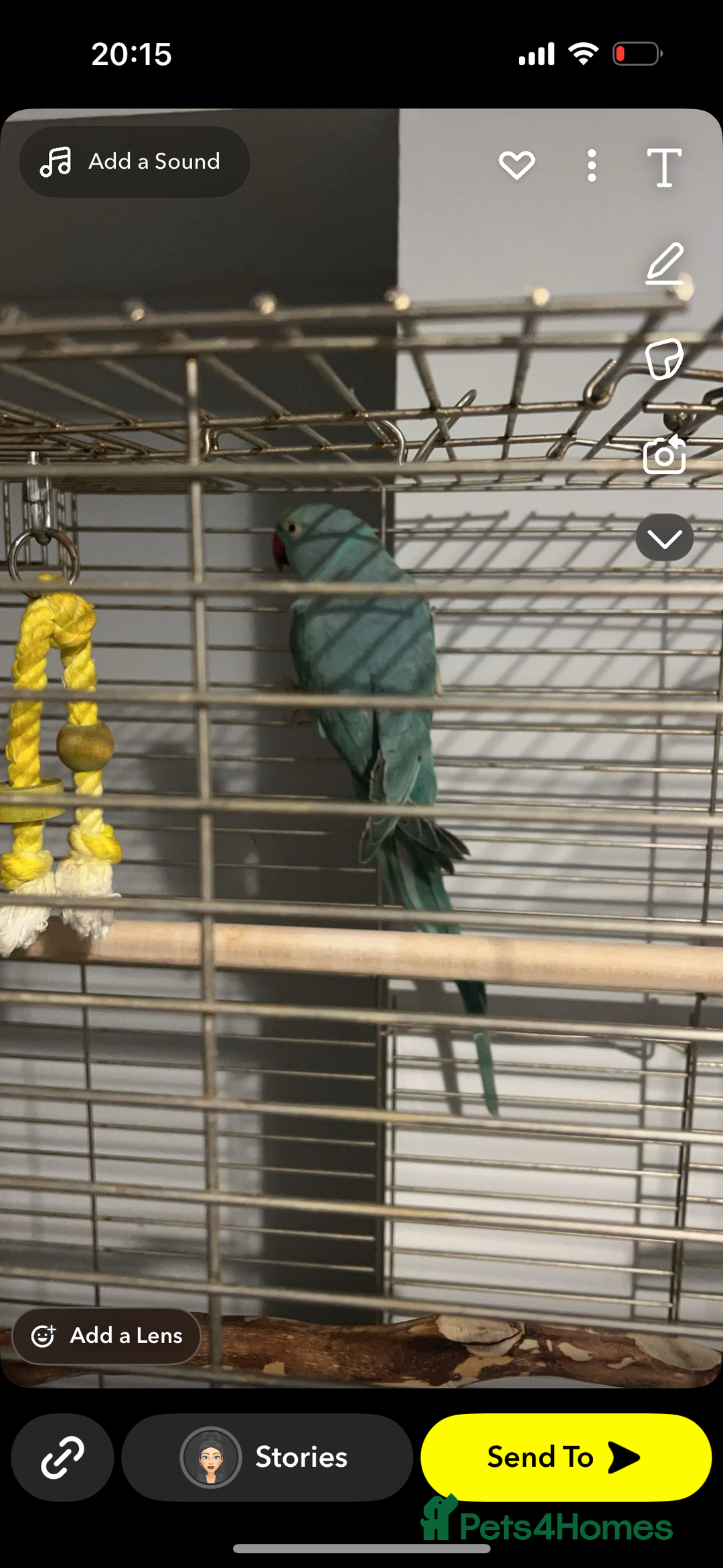 Parakeets birds for sale: Indian ringnecks  - Image 8