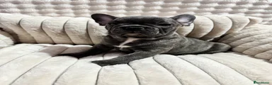 French Bulldog Puppy 5. Harper