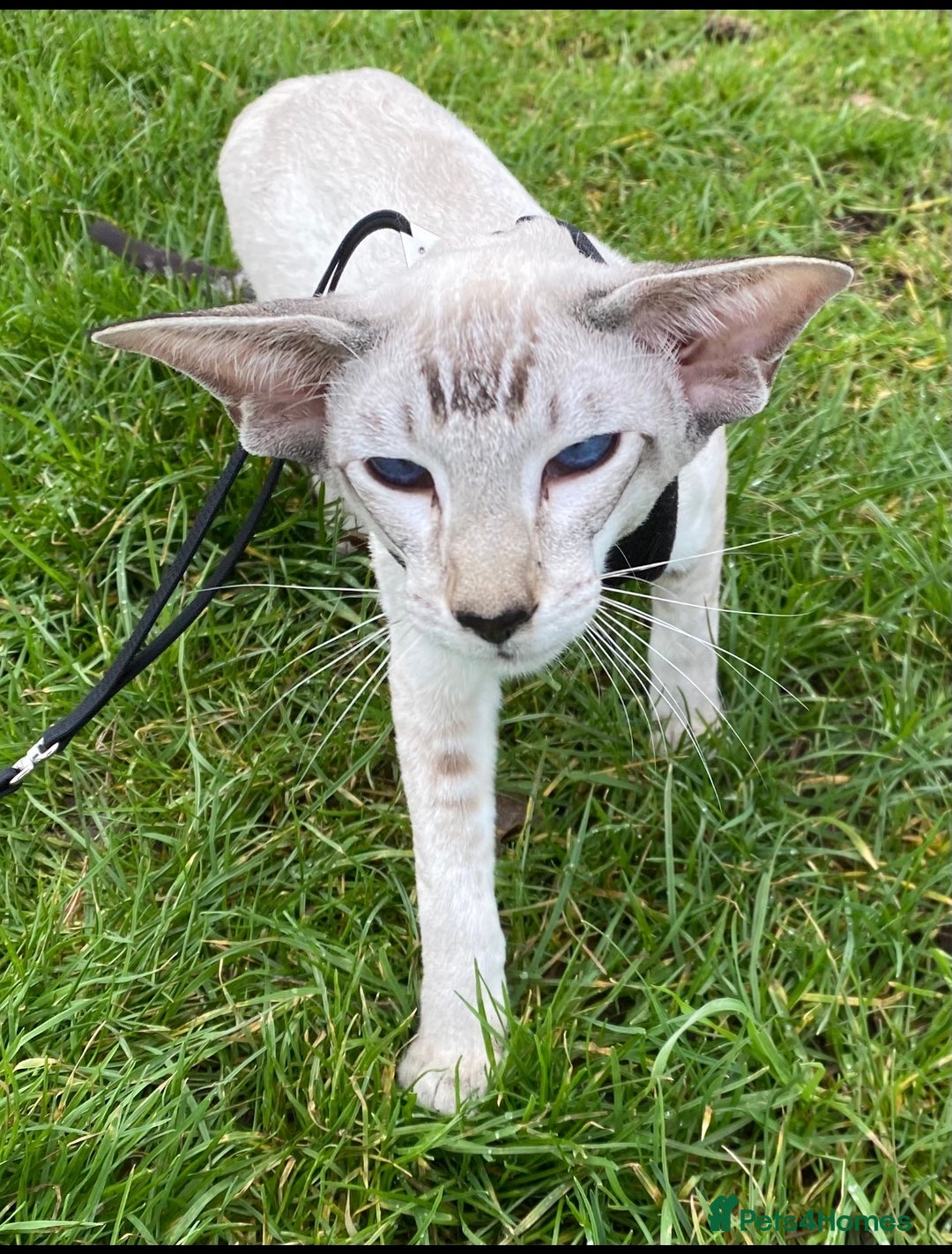 Siamese cats for sale: Beautiful Pedigree Siamese kitten GCCF Registered  - Advert 11
