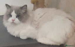Ragdoll cats for sale: Amazing Mufasa - Image 4