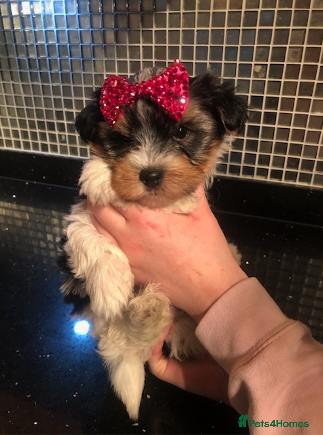 Biewer Terrier dogs for sale: World's best puppies. Intelligent, funny, loving. - Image 5