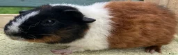 Guinea Pig rodents for sale: Gorgeous pure bred Teddy girls/sows - Advert 11