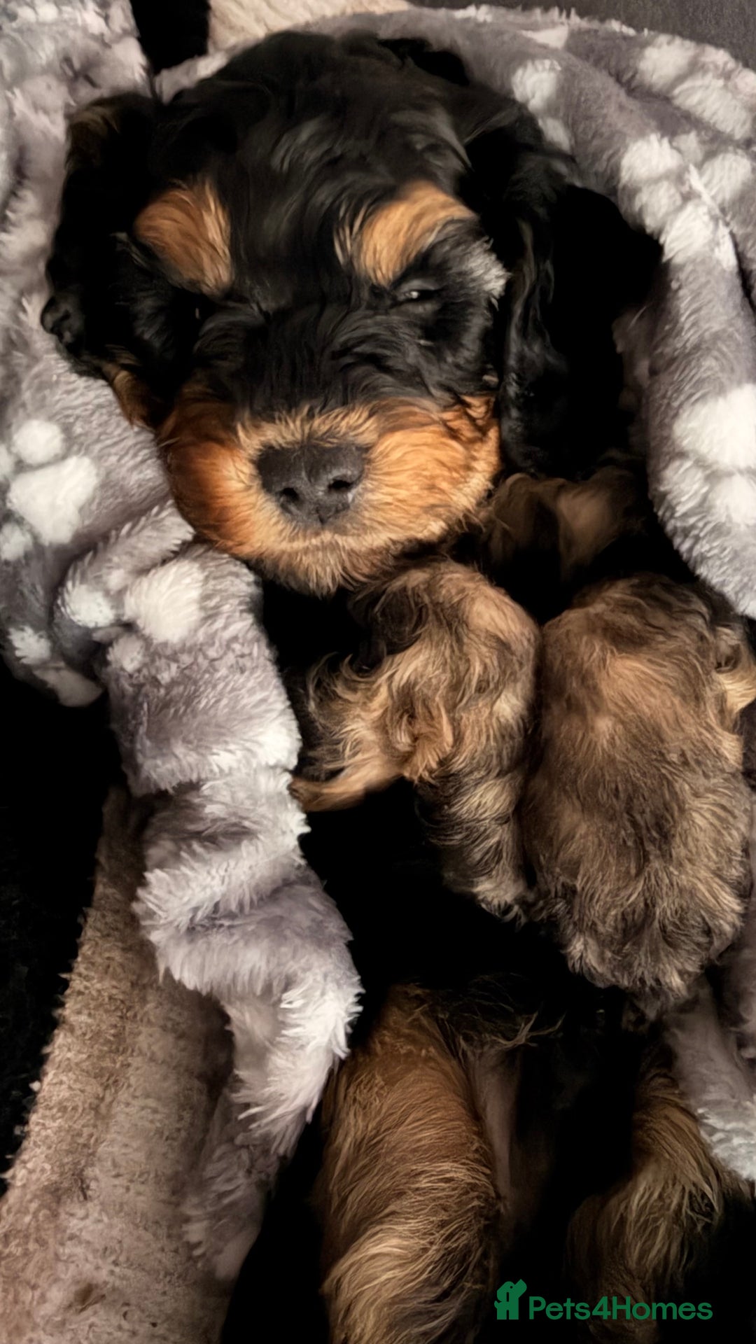Cockapoo dogs for sale: 11week old cockapoo (black and tan)  - Advert 5