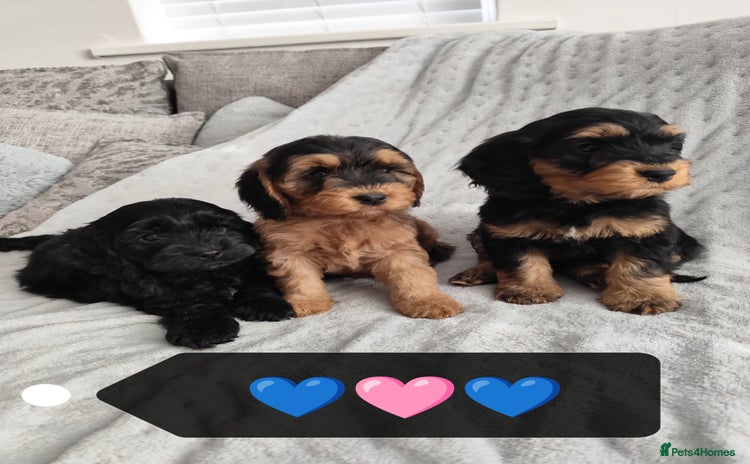 Cockapoo dogs - Advert 1