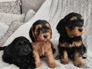 Cockapoo dogs - Advert 3