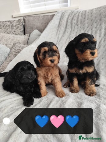 Cockapoo dogs - Advert 2
