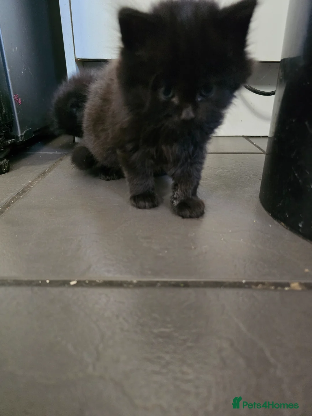 Maine Coon cats for sale: Maine coon black fluffy kittens - Advert 2