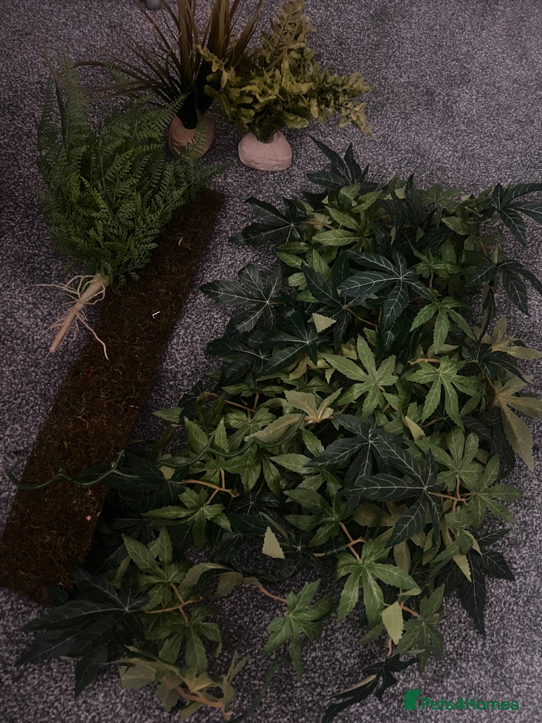 Leopard Gecko reptiles for sale: Exo Terra Terrarium - Full Leopard Gecko Setup - Advert 9