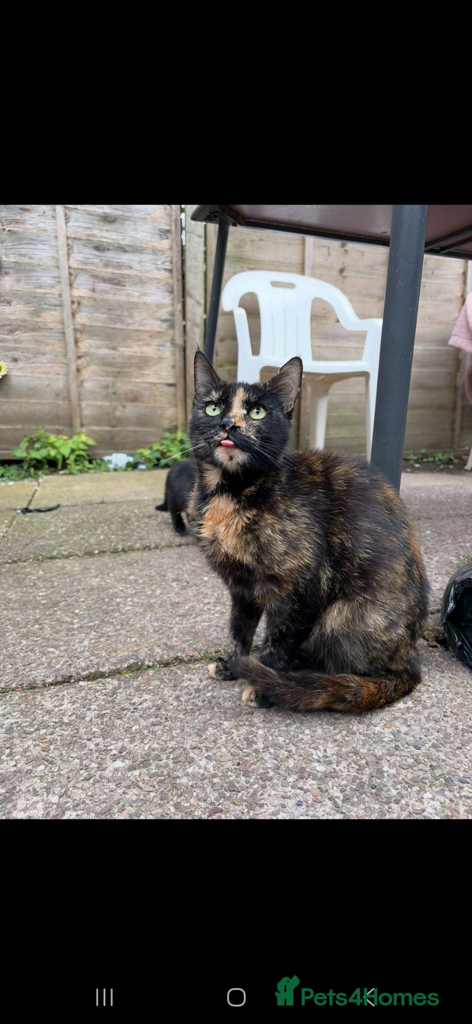 Mixed Breed cats KITTENS.    - Advert 17