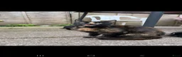 Mixed Breed cats for sale: KITTENS.    - Advert 1