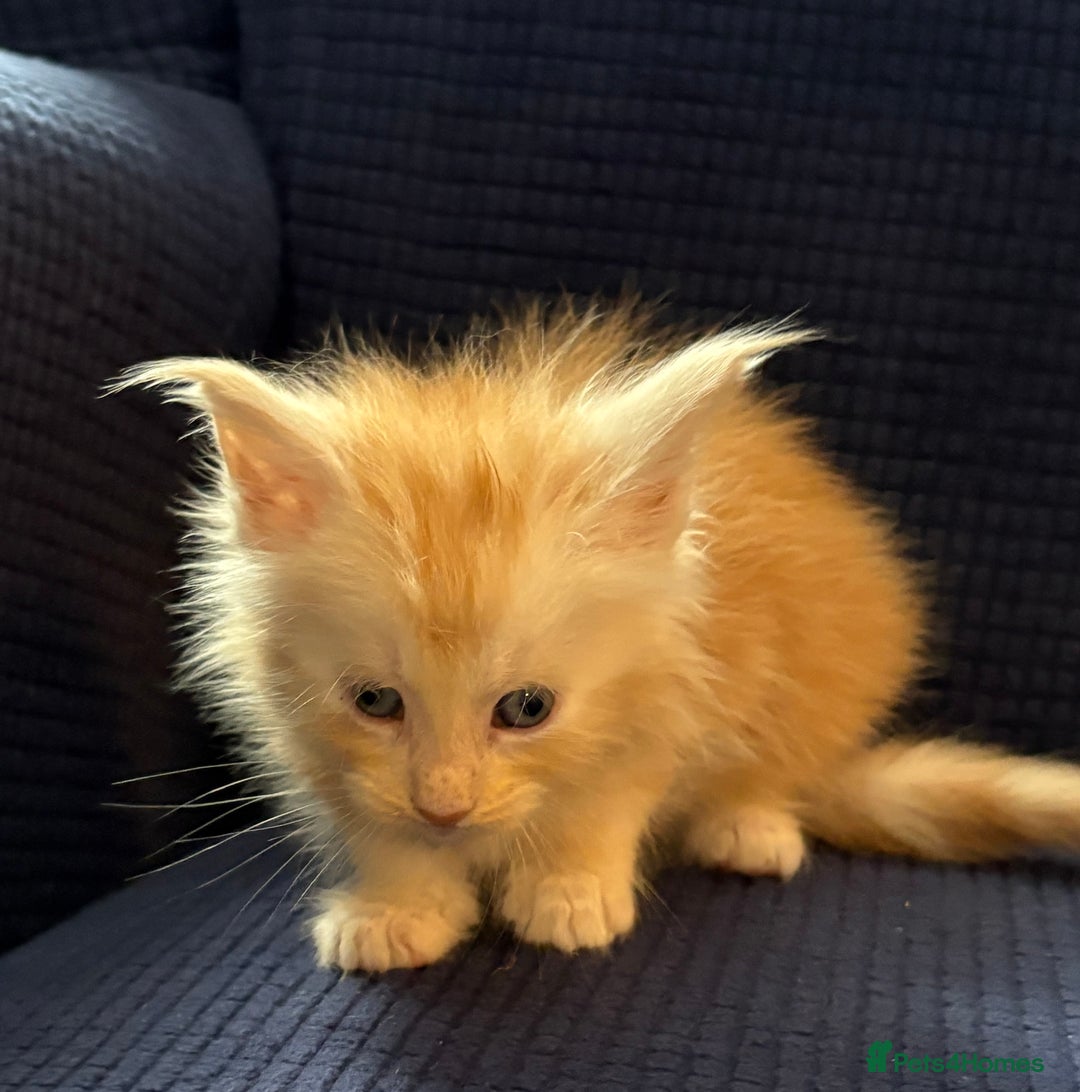 Maine Coon cats for sale: Beautiful mix mainecoon kittens  - Image 7