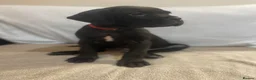 Cane Corso dogs for sale: 8+ Gen Cane Corso Pups - Advert 17
