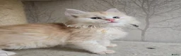 Maine Coon cats for sale: RARE Red High Silver Stunning Maine Coons Boys - Advert 4