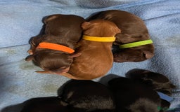 Cocker Spaniel dogs for sale: 🐾 Adorable Cocker Spaniel Puppies - Ready Soon!🐾 - Advert 20