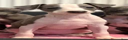 Italian Greyhound dogs for sale: Italian Greyhound Puppies - Advert 5