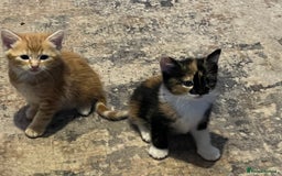 Mixed Breed cats for sale: Playful adorable kittens  - Advert 6