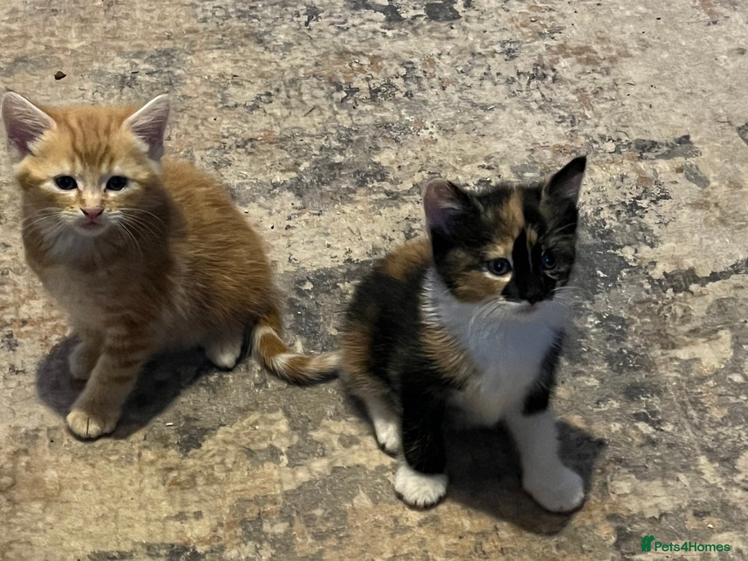 Mixed Breed cats for sale: Playful adorable kittens  - Advert 6