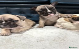 French Bulldog dogs for sale: 🌟 Adorable French Bulldog Puppies - Image 10
