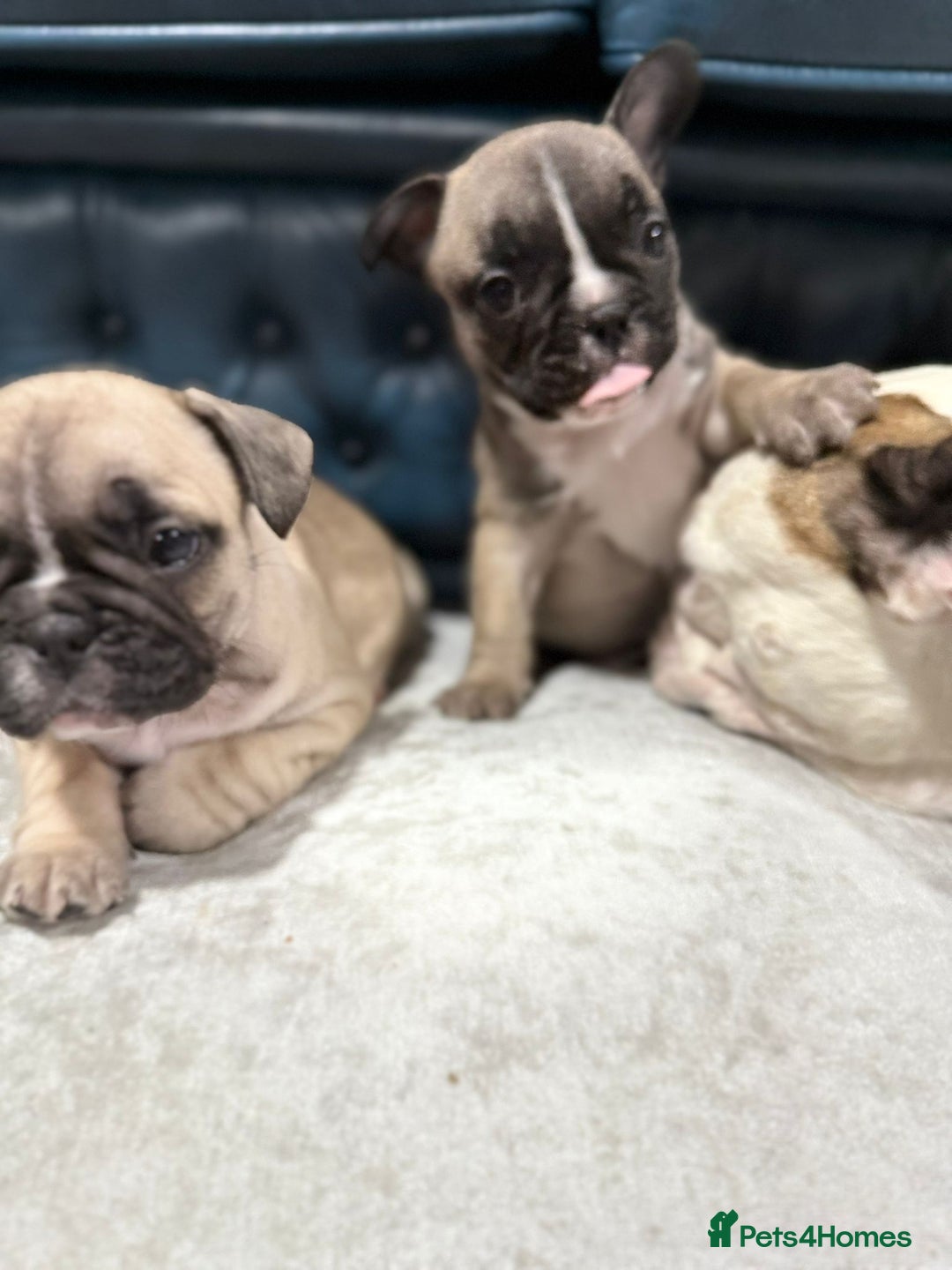 French Bulldog dogs for sale: 🌟 Adorable French Bulldog Puppies - Image 10