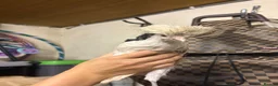 Chickens poultry for sale: Four chickens looking for homes  - Advert 12