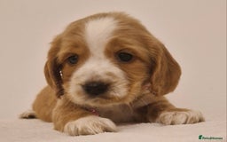 Cocker Spaniel dogs for sale: Cocker spaniel pups for sale  - Image 10