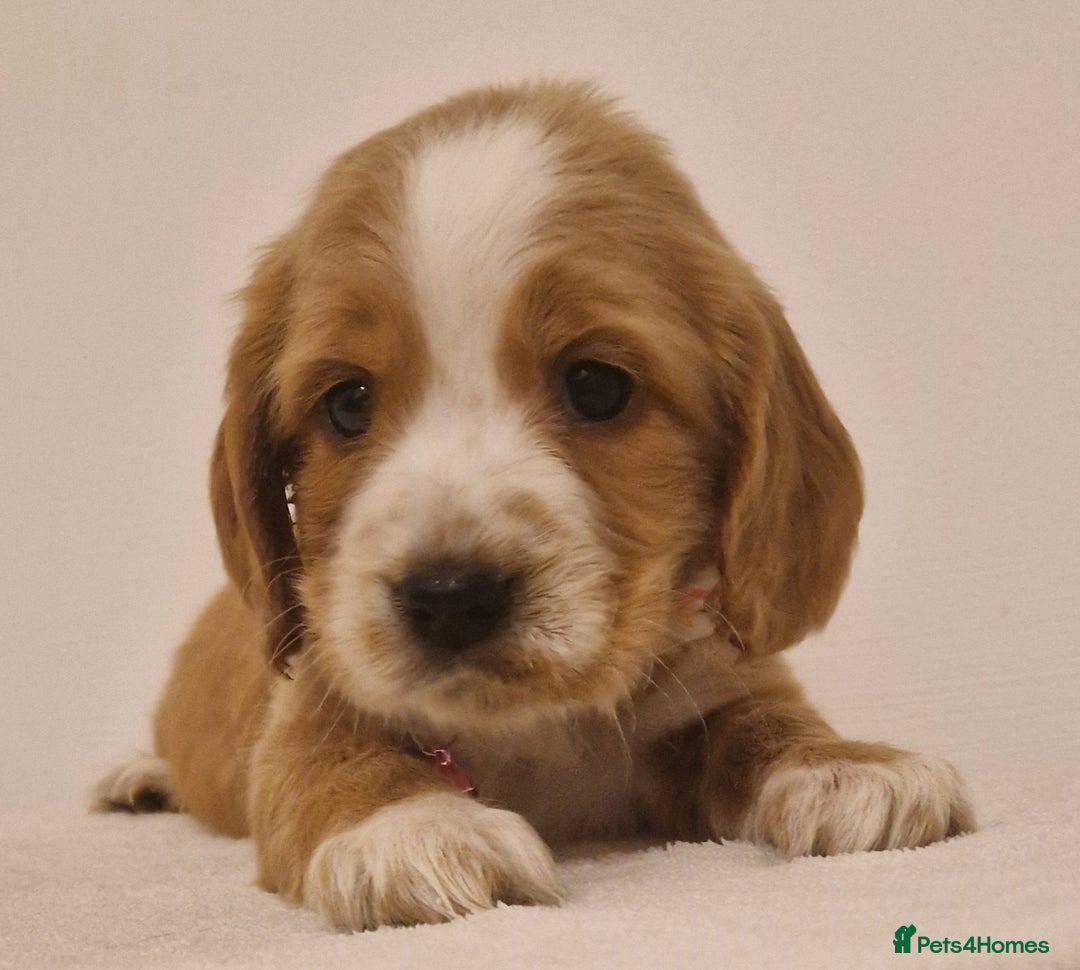 Cocker Spaniel dogs for sale: Cocker spaniel pups for sale  - Image 10