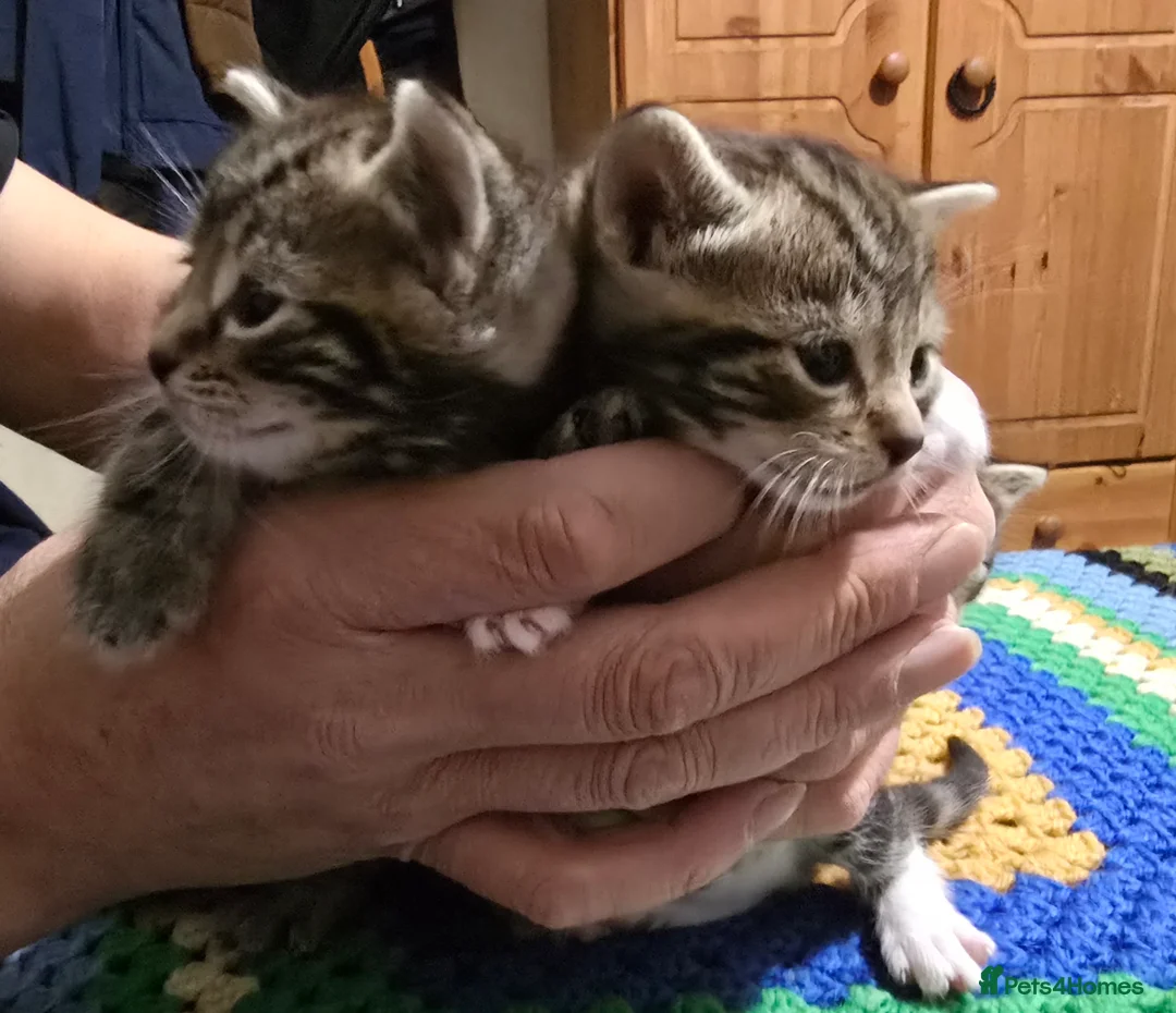 Bengal cats for sale: Beautiful Bengal Kittens For Sale  - Advert 5