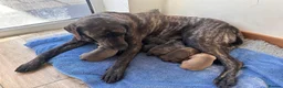 Labrador Retriever dogs for sale: Pedigree puppies of Portuguese cattle dog - Advert 1
