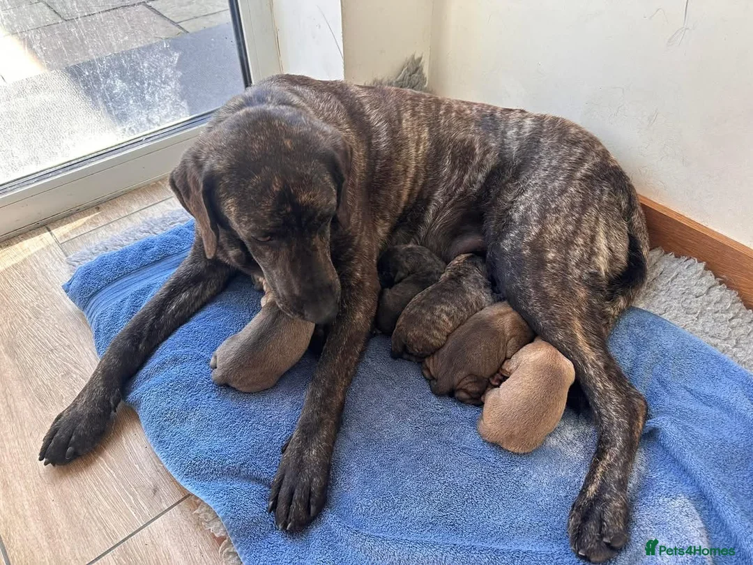 Labrador Retriever dogs for sale: Pedigree puppies of Portuguese cattle dog - Advert 1