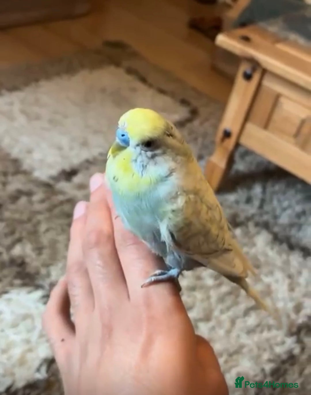 Budgerigars birds for sale: Tamed Handreared Budgies For Sale - Image 6